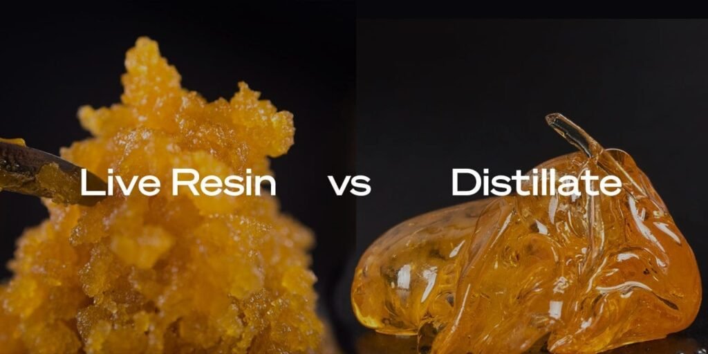 Live Resin Gummies vs Distillate