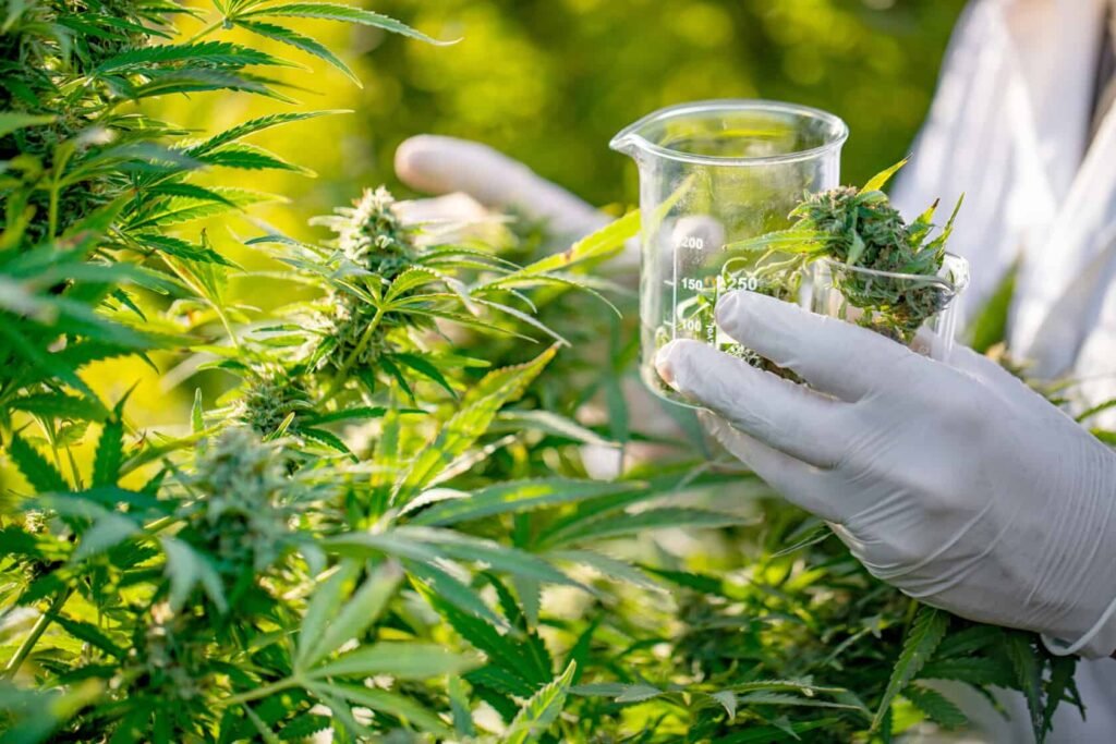 Cannabis Experience